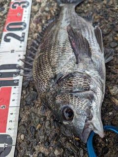 クロダイの釣果