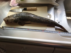マゴチの釣果