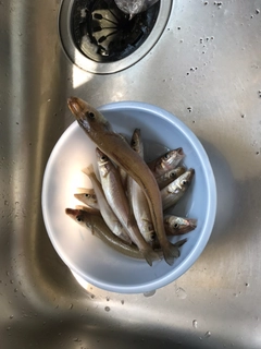 シロギスの釣果