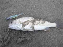 イシモチの釣果