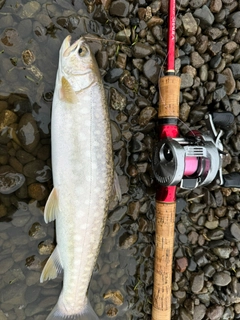 アメマスの釣果