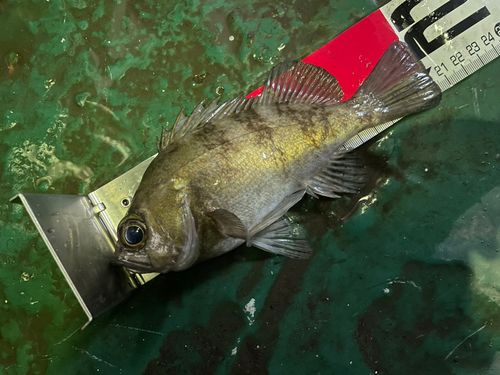 メバルの釣果