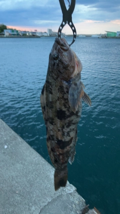 アブラコの釣果