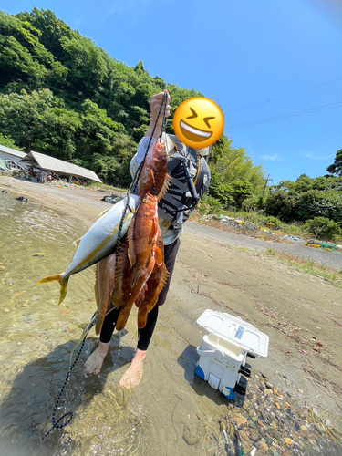 ヒラマサの釣果