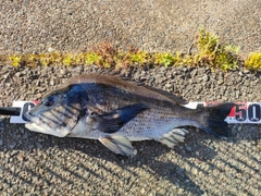 クロダイの釣果