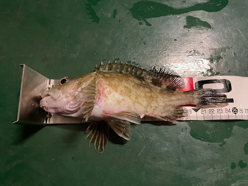 カサゴの釣果