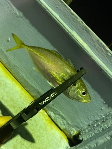 マアジの釣果