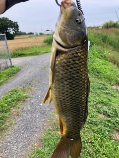 コイの釣果