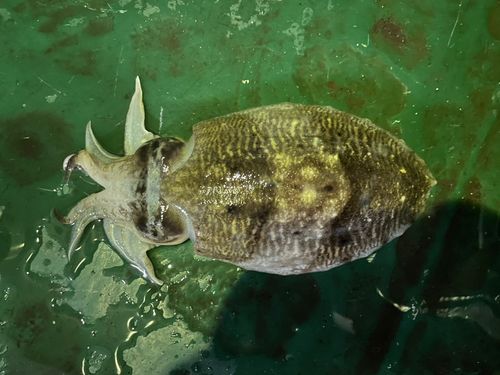 コウイカの釣果