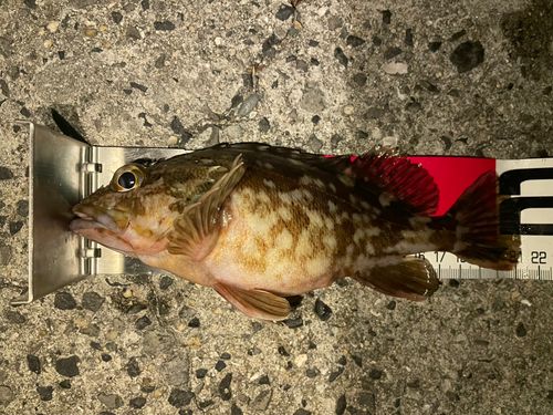 カサゴの釣果