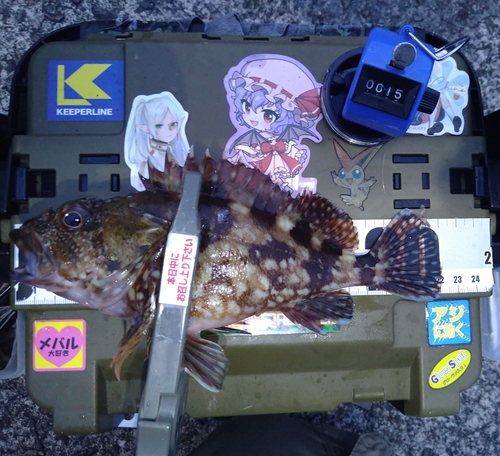 カサゴの釣果