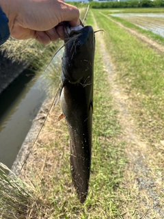 ナマズの釣果