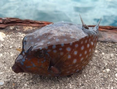 ハコフグの釣果