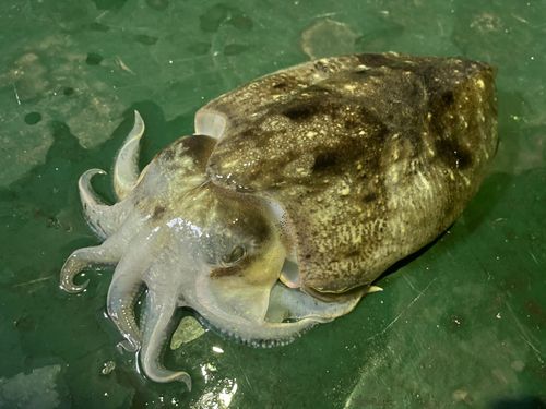 コウイカの釣果