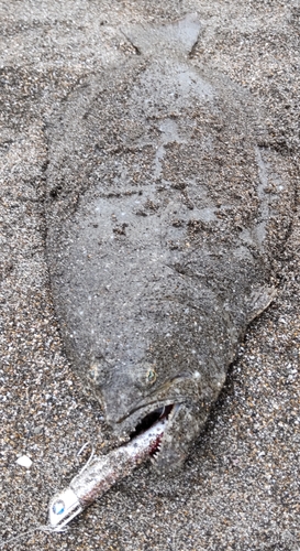 ヒラメの釣果