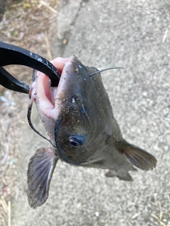 アメリカンキャットフィッシュの釣果