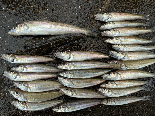 キスの釣果