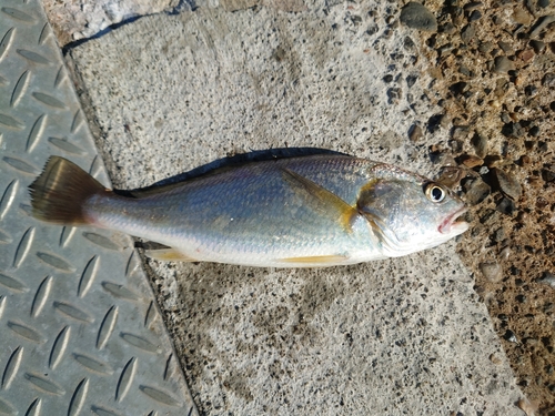 イシモチの釣果