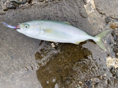 ワカシの釣果