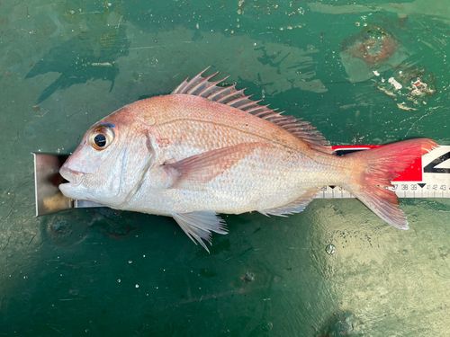 マダイの釣果