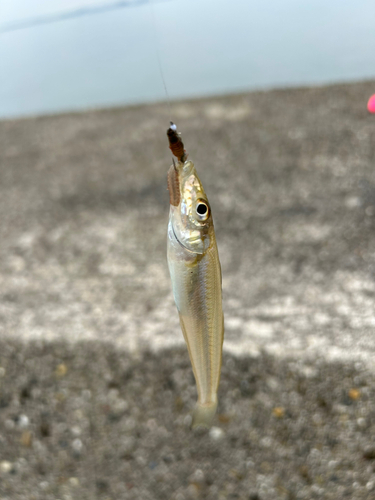 キスの釣果