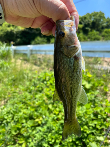 ラージマウスバスの釣果