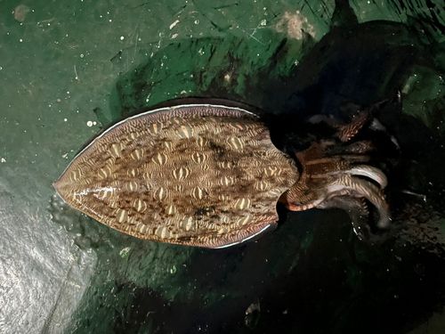 モンゴウイカの釣果