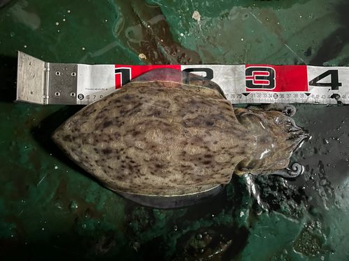 モンゴウイカの釣果