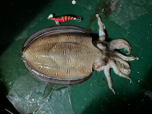 モンゴウイカの釣果