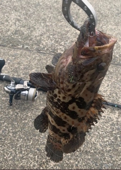 チャイロマルハタの釣果