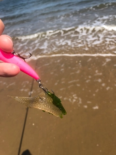 シタビラメの釣果