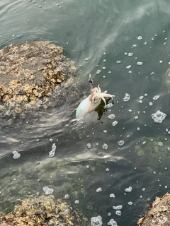 シリヤケイカの釣果