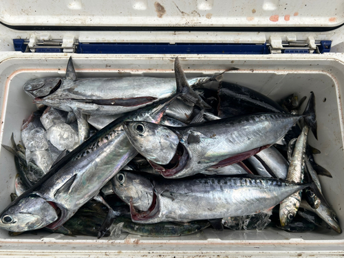 ソウダガツオの釣果