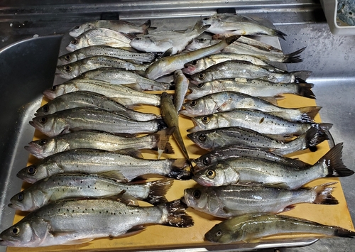 シーバスの釣果