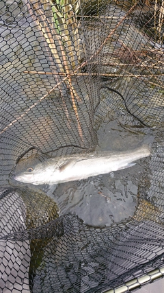 スズキの釣果