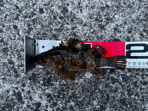 タケノコメバルの釣果