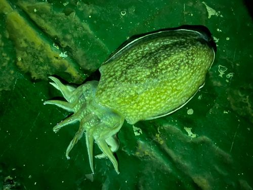 シリヤケイカの釣果