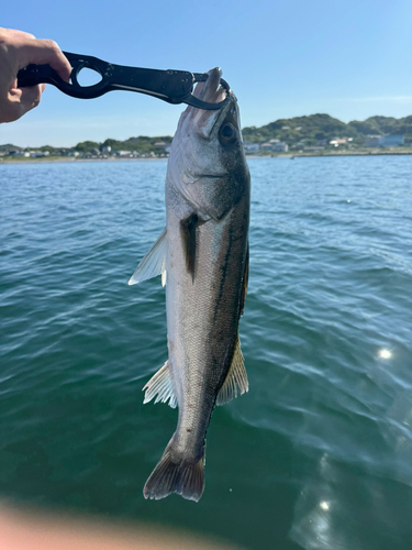 セイゴ（マルスズキ）の釣果