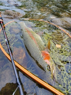 ニジマスの釣果