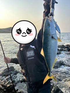 ヒラマサの釣果