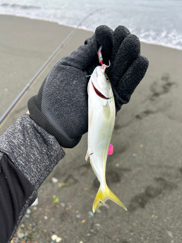 ワカシの釣果