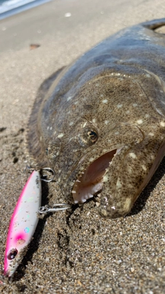 ヒラメの釣果