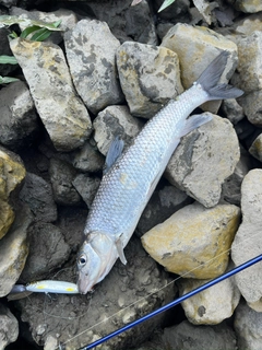 ニゴイの釣果