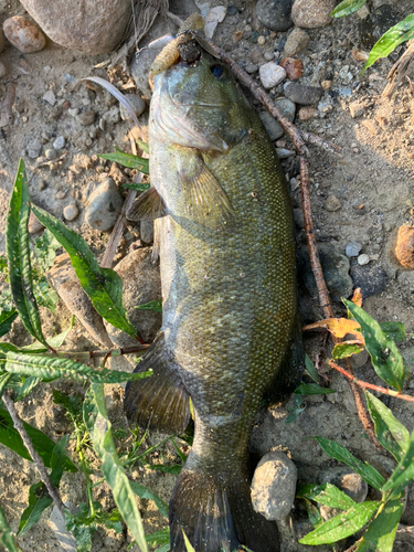 スモールマウスバスの釣果