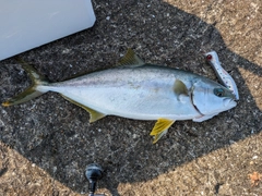 ヒラマサの釣果