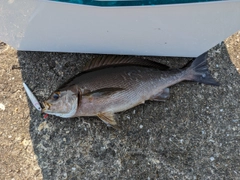 イサキの釣果