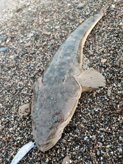 マゴチの釣果