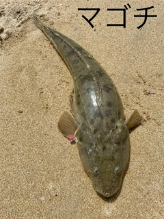 マゴチの釣果