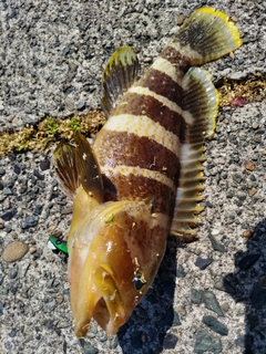 アオハタの釣果