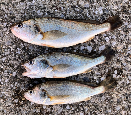 イシモチの釣果